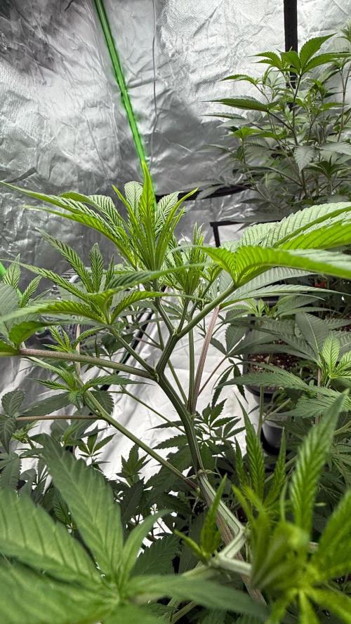Breeder Cuts and Seeds #2. Week 6