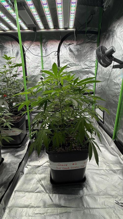 Breeder Cuts and Seeds #2. Week 6