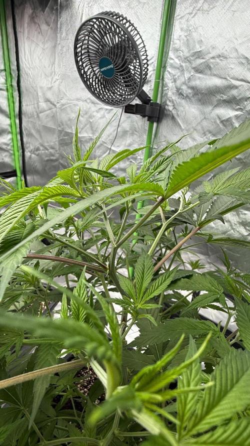 Breeder Cuts and Seeds #2. Week 6