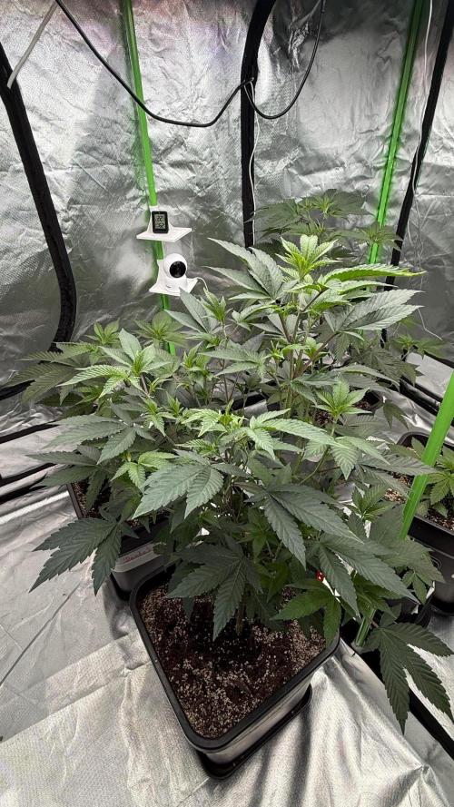 Breeder Cuts and Seeds #2. Week 6