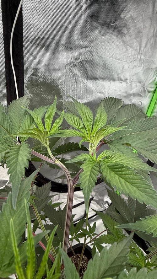Breeder Cuts and Seeds #2. Week 6