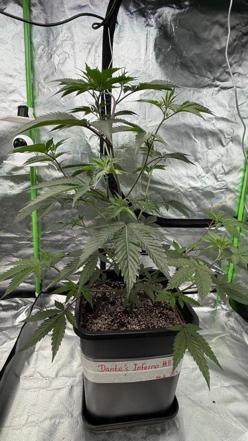 Breeder Cuts and Seeds #2. Week 6