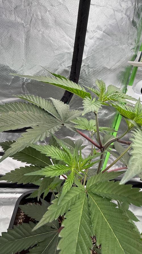 Breeder Cuts and Seeds #2. Week 6