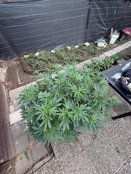 RS11 x Banana OG Outdoor 2026. Week 3