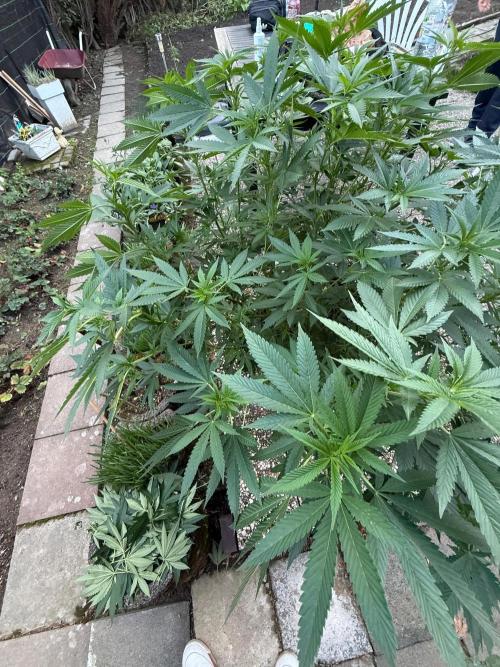 RS11 x Banana OG Outdoor 2026. Week 3