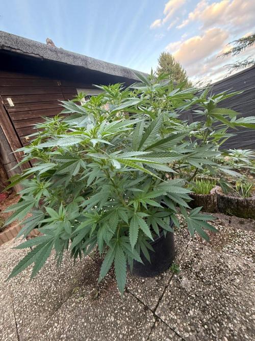 RS11 x Banana OG Outdoor 2026. Week 3