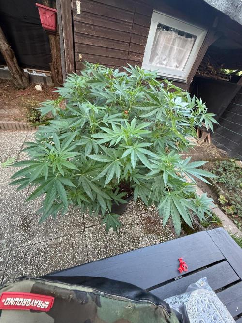 RS11 x Banana OG Outdoor 2026. Week 3