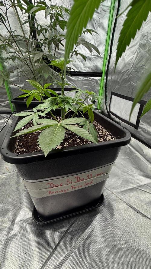 Breeder Cuts and Seeds #2. Week 7