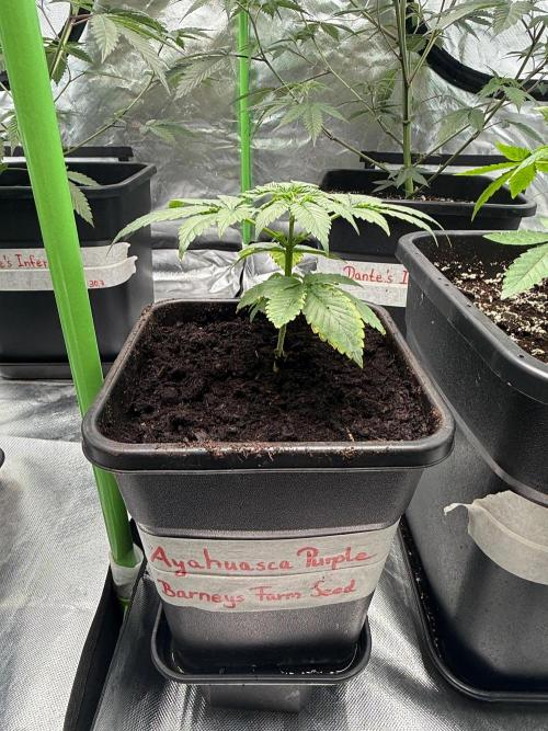 Breeder Cuts and Seeds #2. Week 7