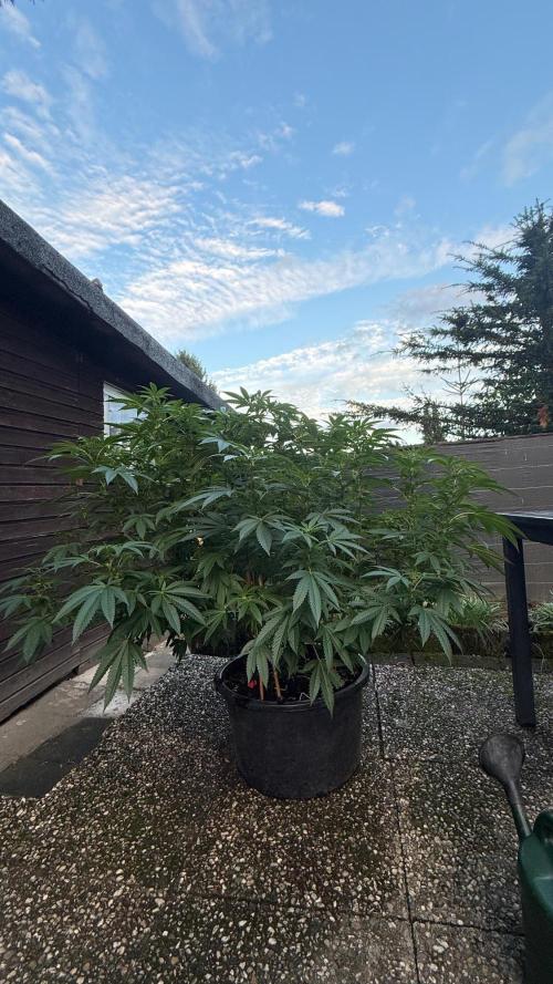 RS11 x Banana OG Outdoor 2026. Week 5