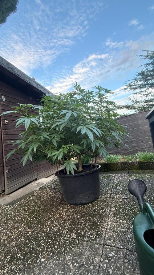 RS11 x Banana OG Outdoor 2026. Week 5