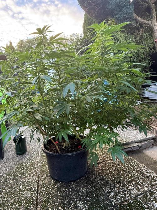 RS11 x Banana OG Outdoor 2026. Week 5