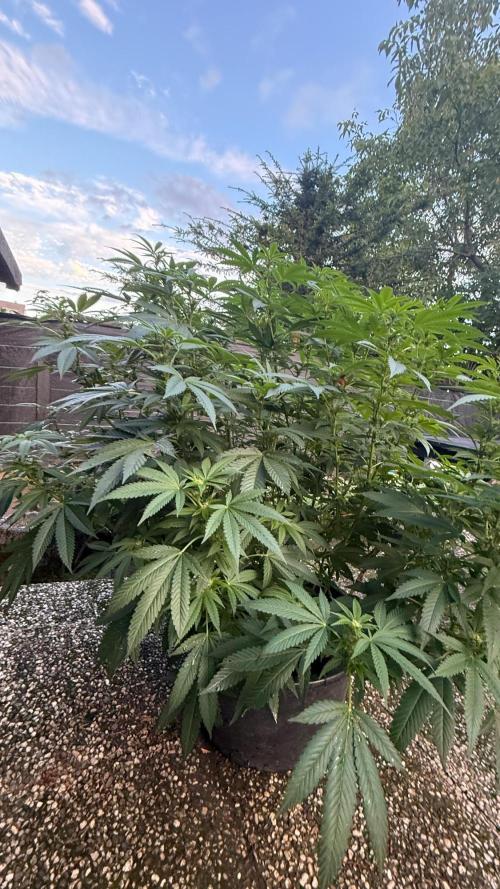 RS11 x Banana OG Outdoor 2026. Week 5