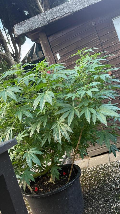 RS11 x Banana OG Outdoor 2026. Week 5