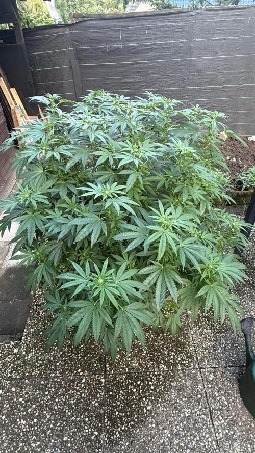 RS11 x Banana OG Outdoor 2026. Week 5