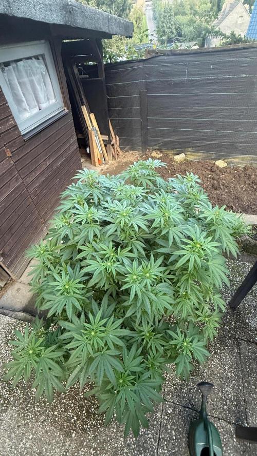 RS11 x Banana OG Outdoor 2026. Week 5