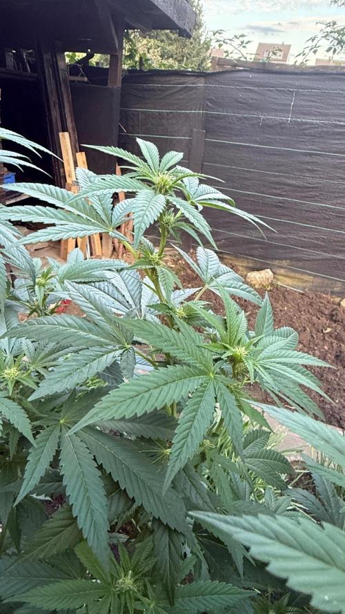 RS11 x Banana OG Outdoor 2026. Week 5