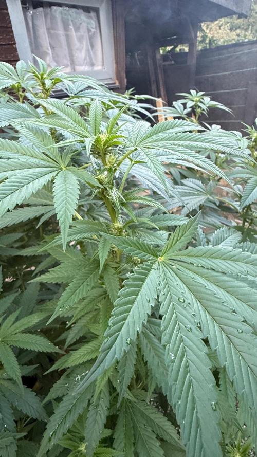 RS11 x Banana OG Outdoor 2026. Week 5