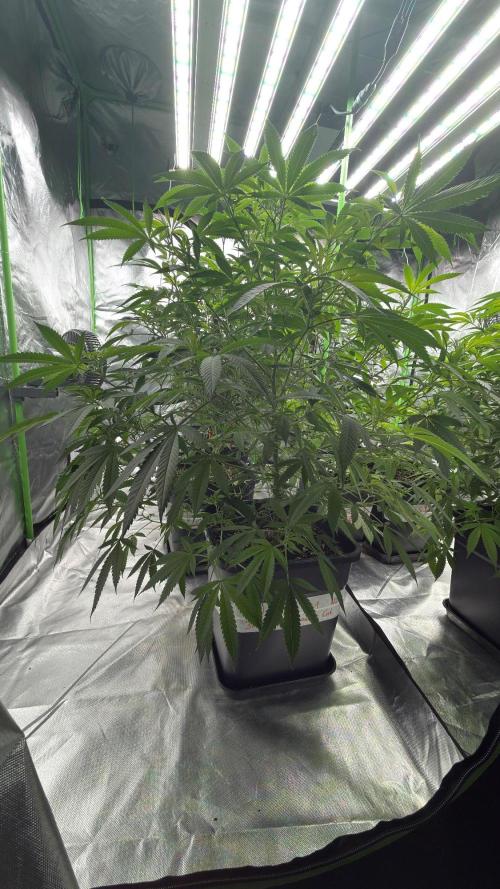 Breeder Cuts and Seeds #2. Week 8