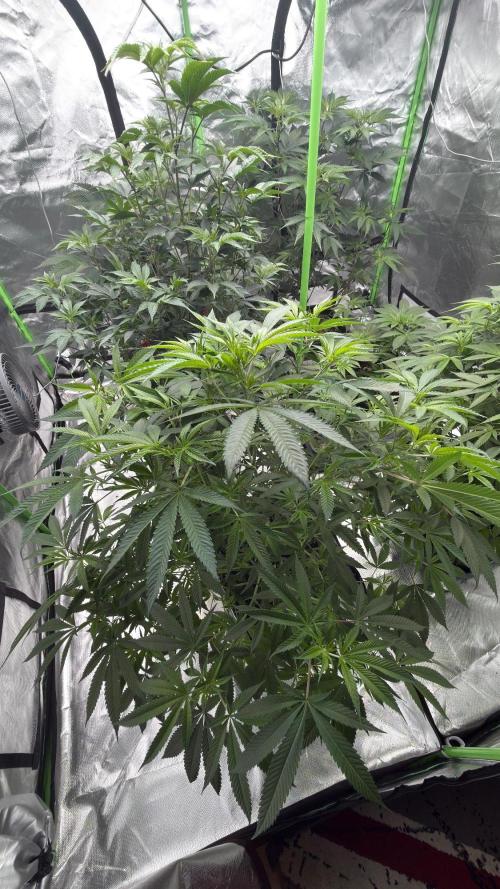 Breeder Cuts and Seeds #2. Week 8