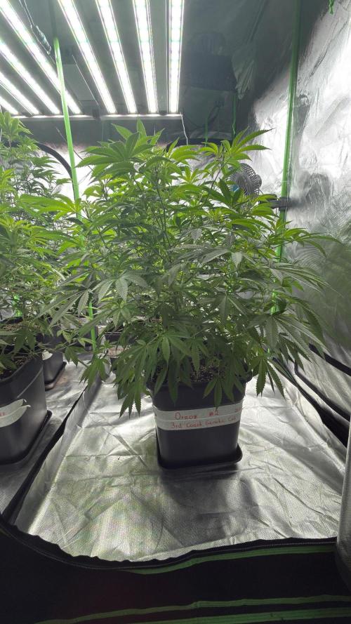 Breeder Cuts and Seeds #2. Week 8