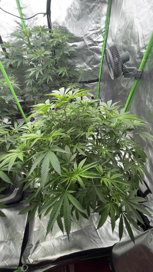 Breeder Cuts and Seeds #2. Week 8