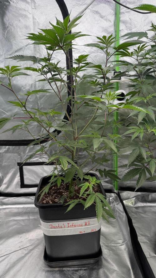 Breeder Cuts and Seeds #2. Week 8