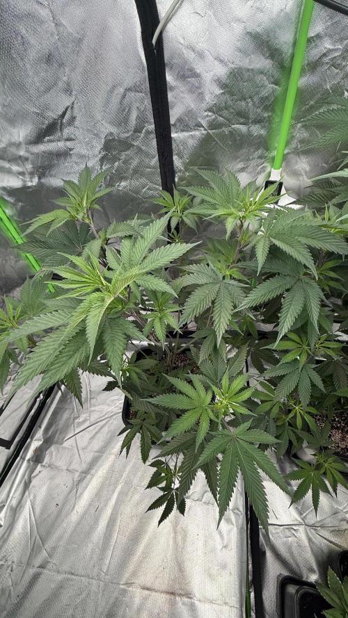 Breeder Cuts and Seeds #2. Week 8
