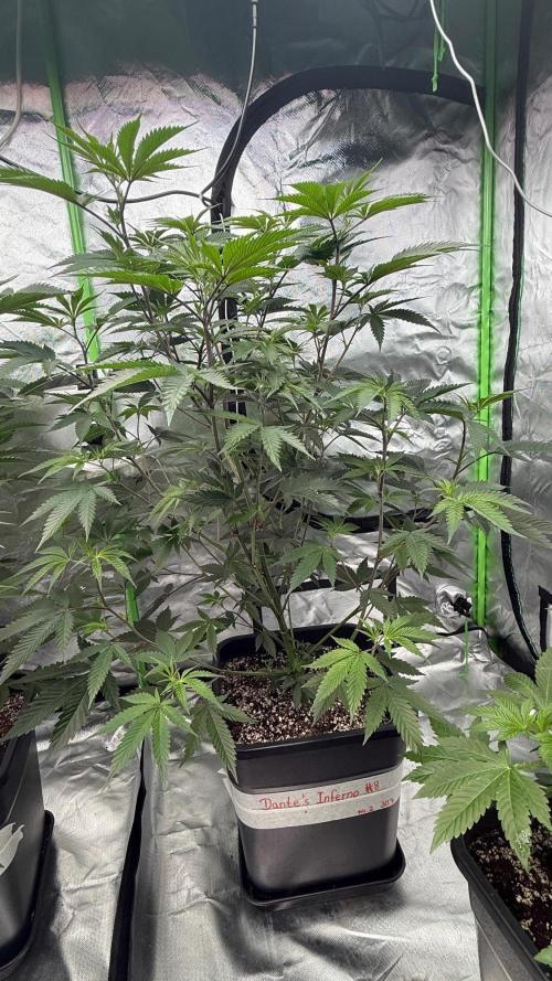 Breeder Cuts and Seeds #2. Week 8