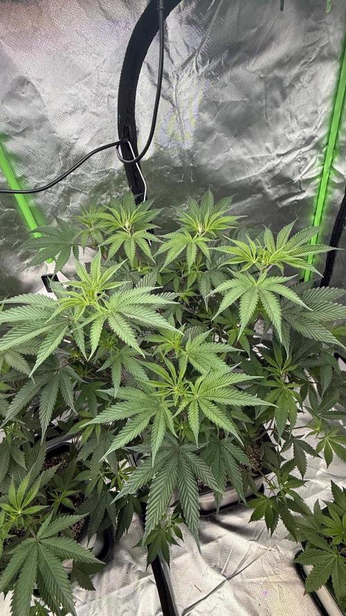 Breeder Cuts and Seeds #2. Week 8