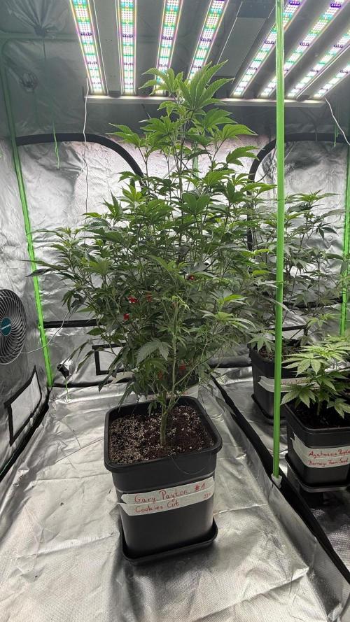 Breeder Cuts and Seeds #2. Week 8