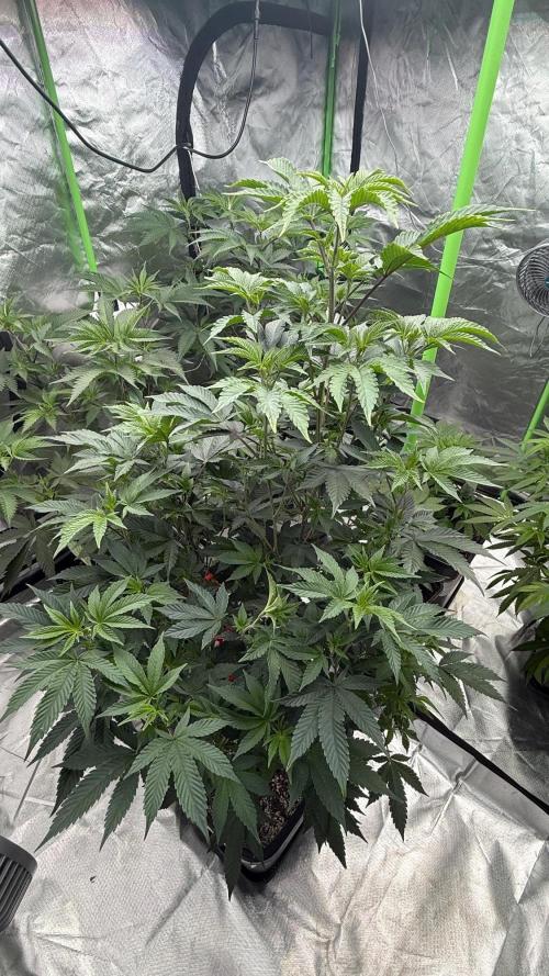 Breeder Cuts and Seeds #2. Week 8