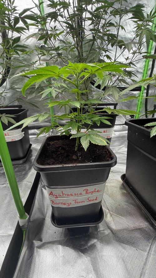 Breeder Cuts and Seeds #2. Week 8