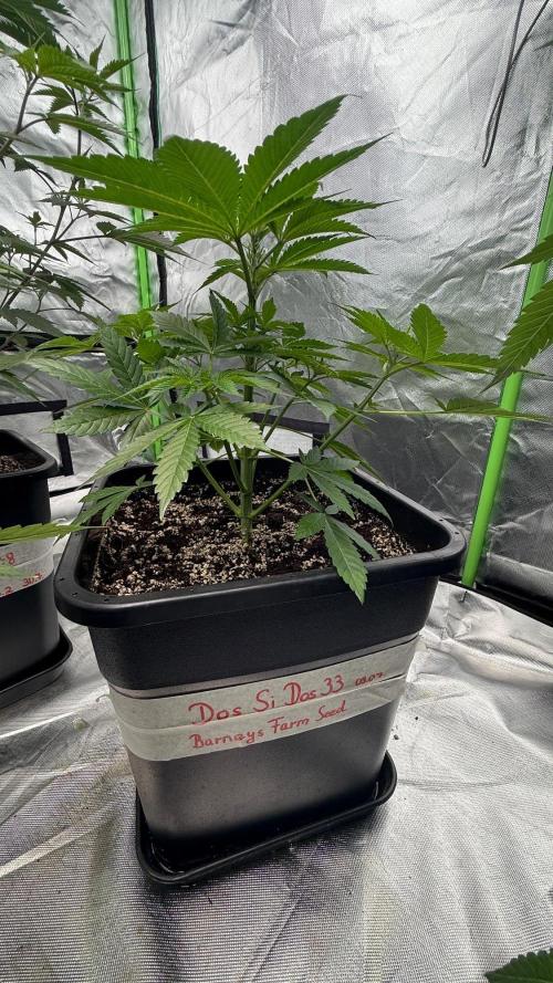 Breeder Cuts and Seeds #2. Week 8