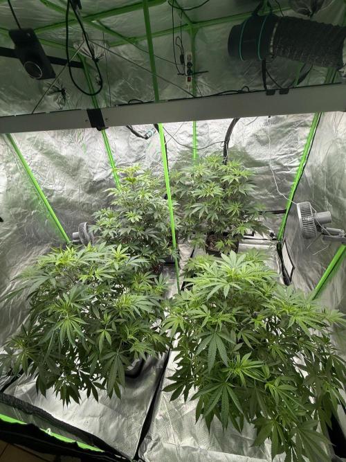 Breeder Cuts and Seeds #2. Week 8