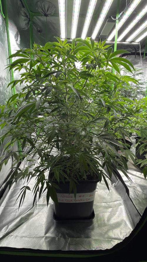 Breeder Cuts and Seeds #2. Week 9