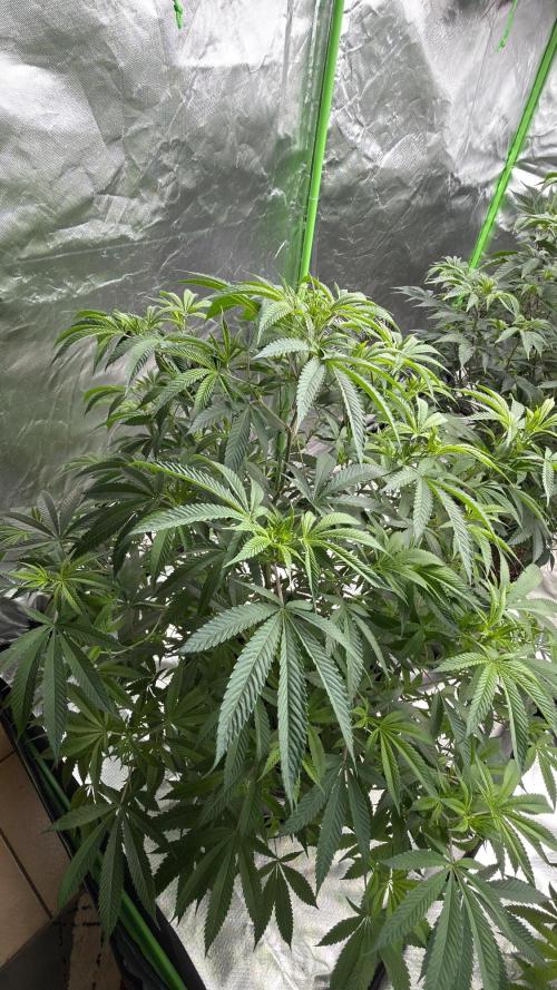 Breeder Cuts and Seeds #2. Week 9