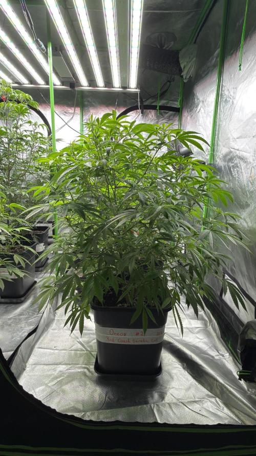 Breeder Cuts and Seeds #2. Week 9