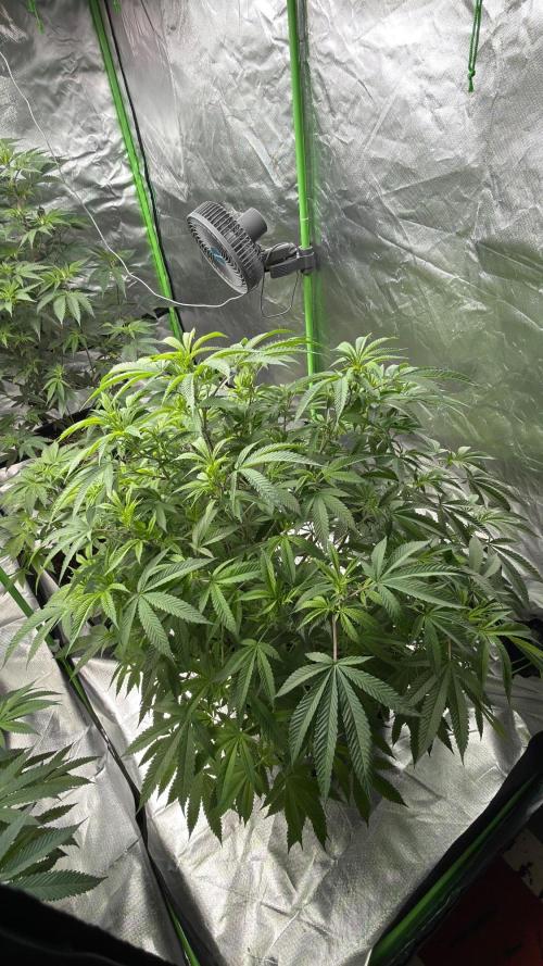 Breeder Cuts and Seeds #2. Week 9