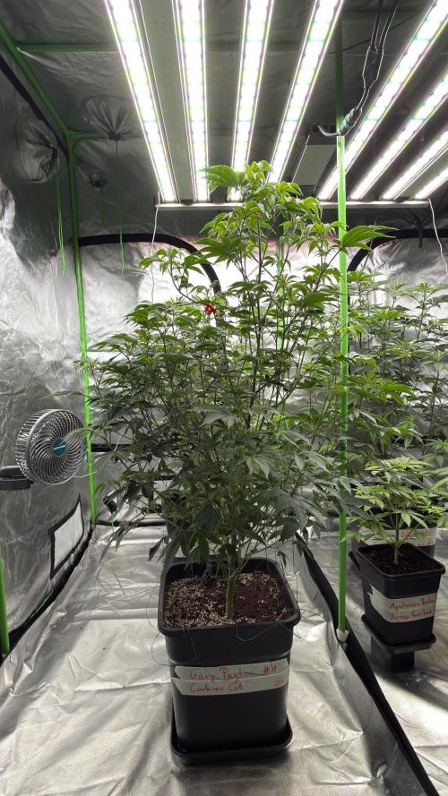 Breeder Cuts and Seeds #2. Week 9