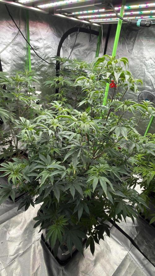 Breeder Cuts and Seeds #2. Week 9