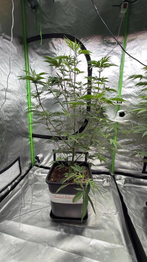 Breeder Cuts and Seeds #2. Week 9