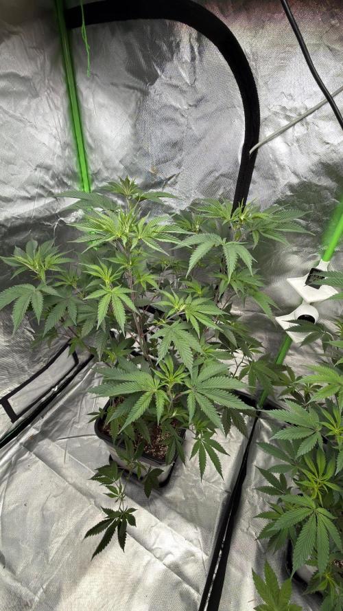 Breeder Cuts and Seeds #2. Week 9