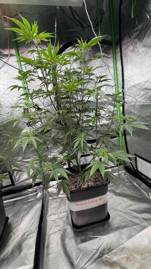 Breeder Cuts and Seeds #2. Week 9