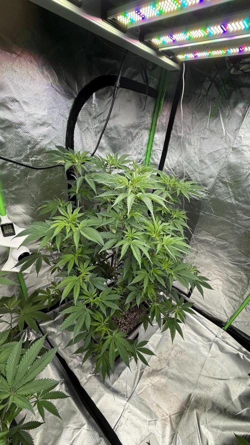 Breeder Cuts and Seeds #2. Week 9