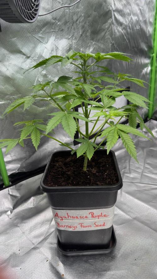 Breeder Cuts and Seeds #2. Week 9