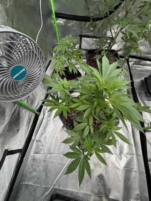 Breeder Cuts and Seeds #2. Week 9