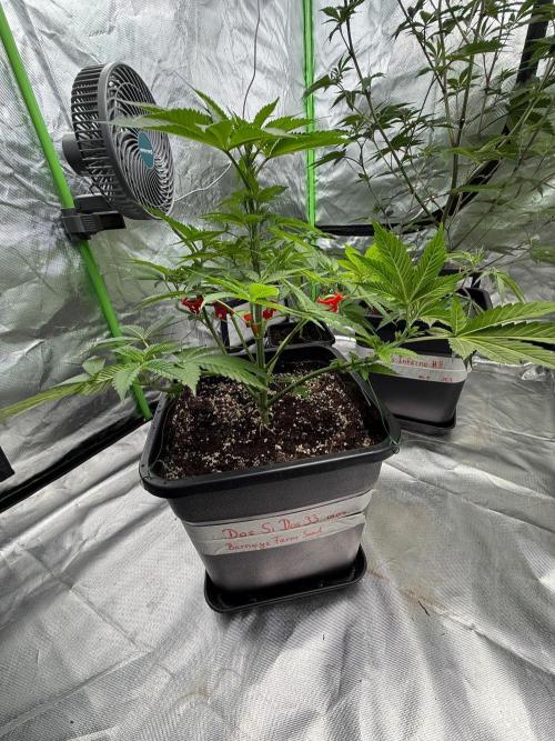 Breeder Cuts and Seeds #2. Week 9