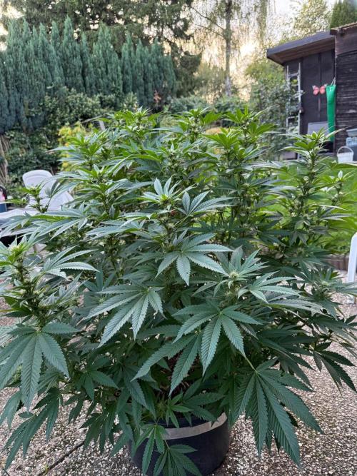 RS11 x Banana OG Outdoor 2026. Week 22