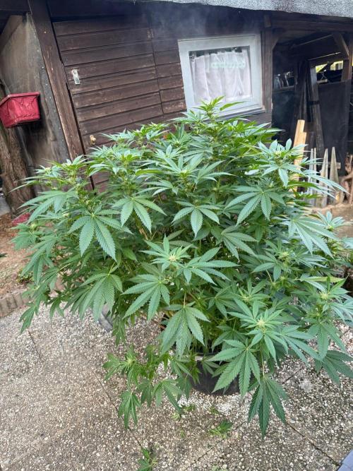 RS11 x Banana OG Outdoor 2026. Week 22